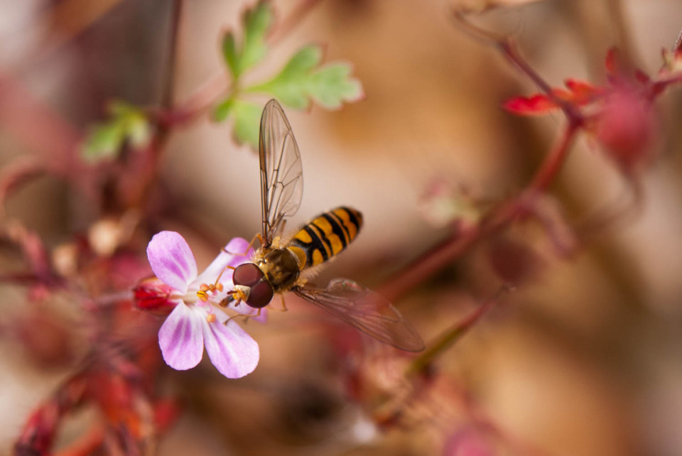Hoverfly Macro