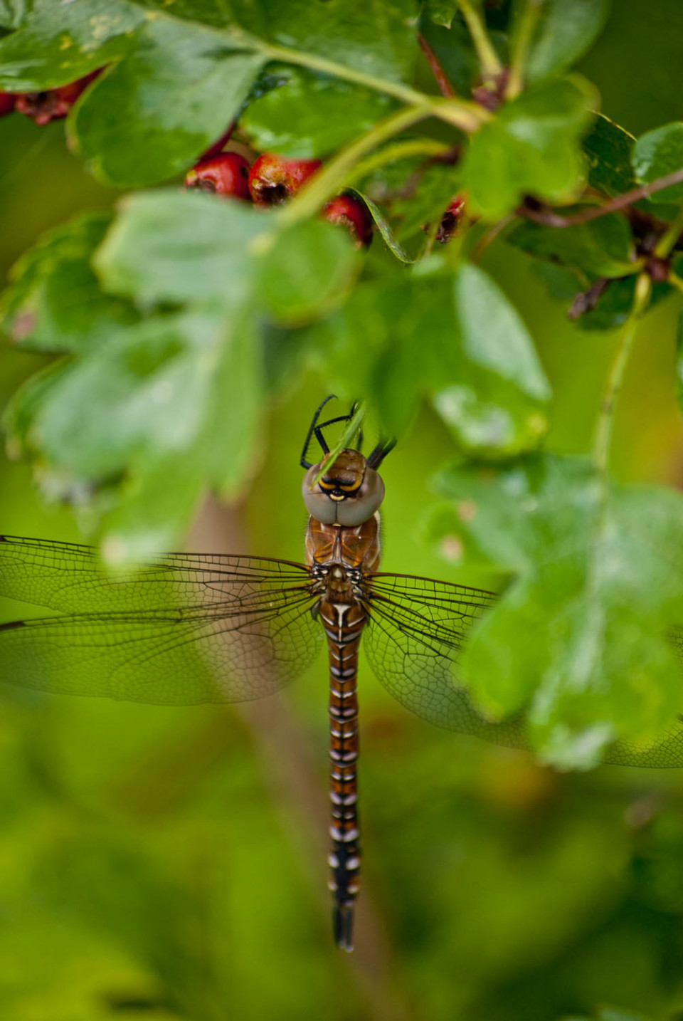 Migrant Hawker Dragonfly, Aeshna mixta
