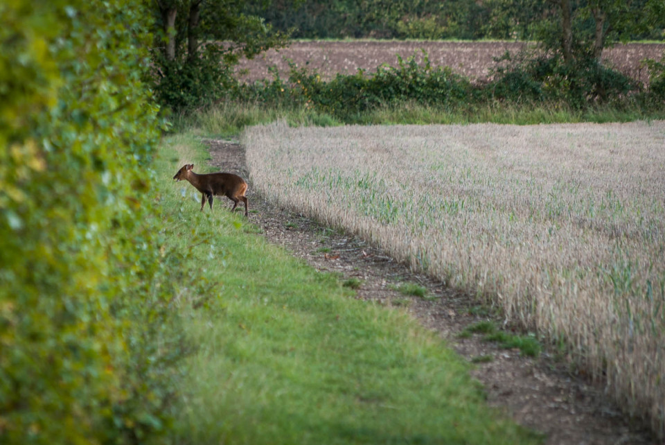 Muntjac Deer in Rowney Woods