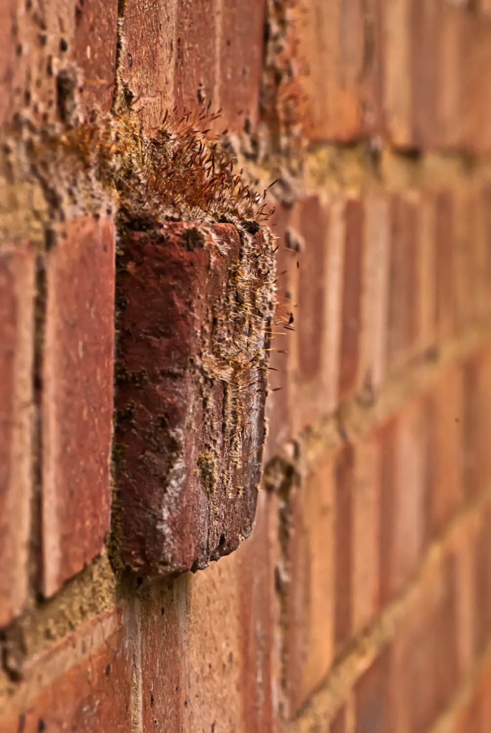 Another Brick in the Wall