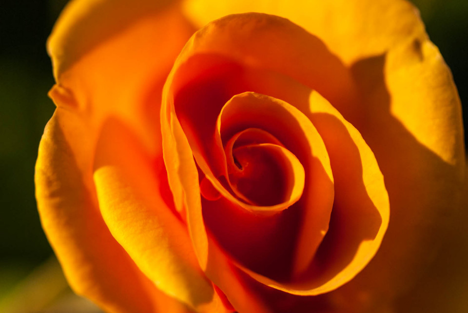 Orange Rose - Colour