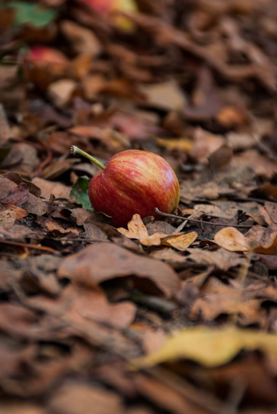 Fallen Apple