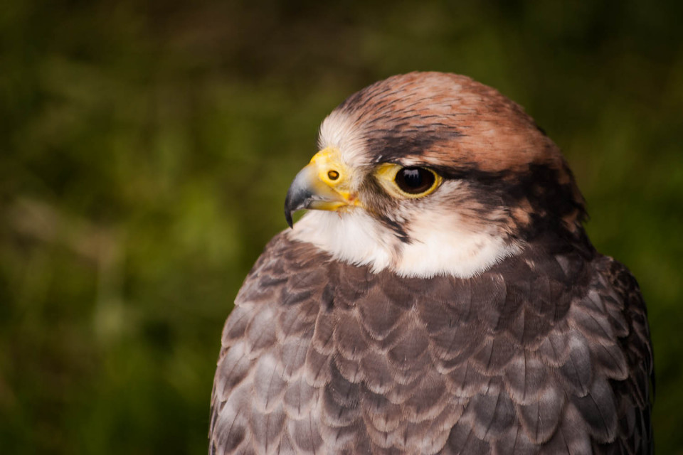 Harris Hawk