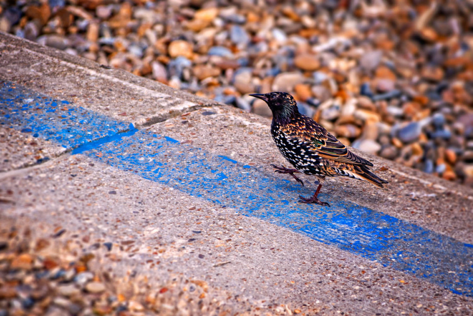 Marching down the blue line