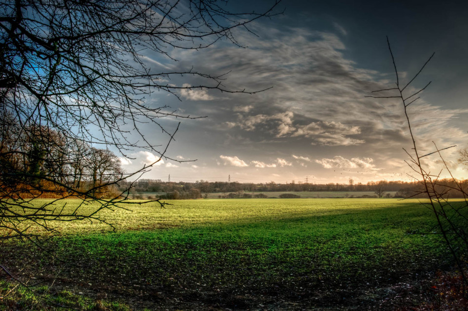 Looking out of Rowney Woods