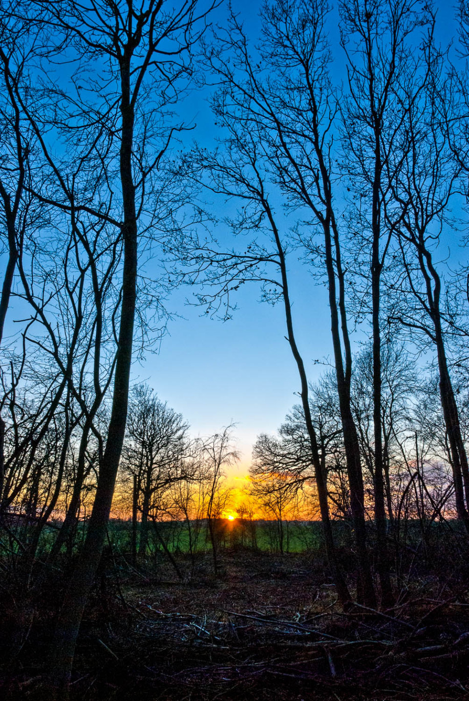 Rowney Woods Sunset