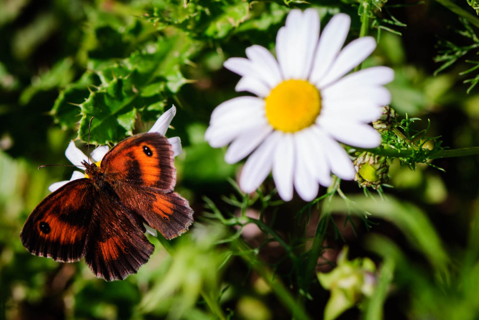 Speckled Wood Butterfly and Daisy
