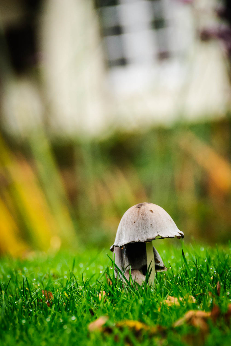 Umbrella Mushroom