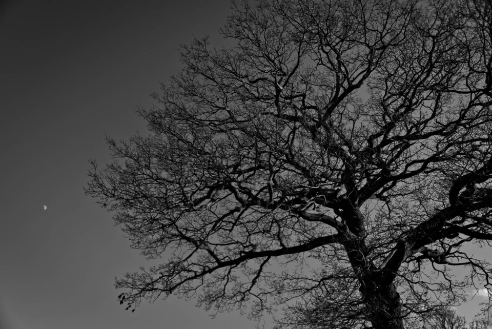 Tree and Moon, black and white