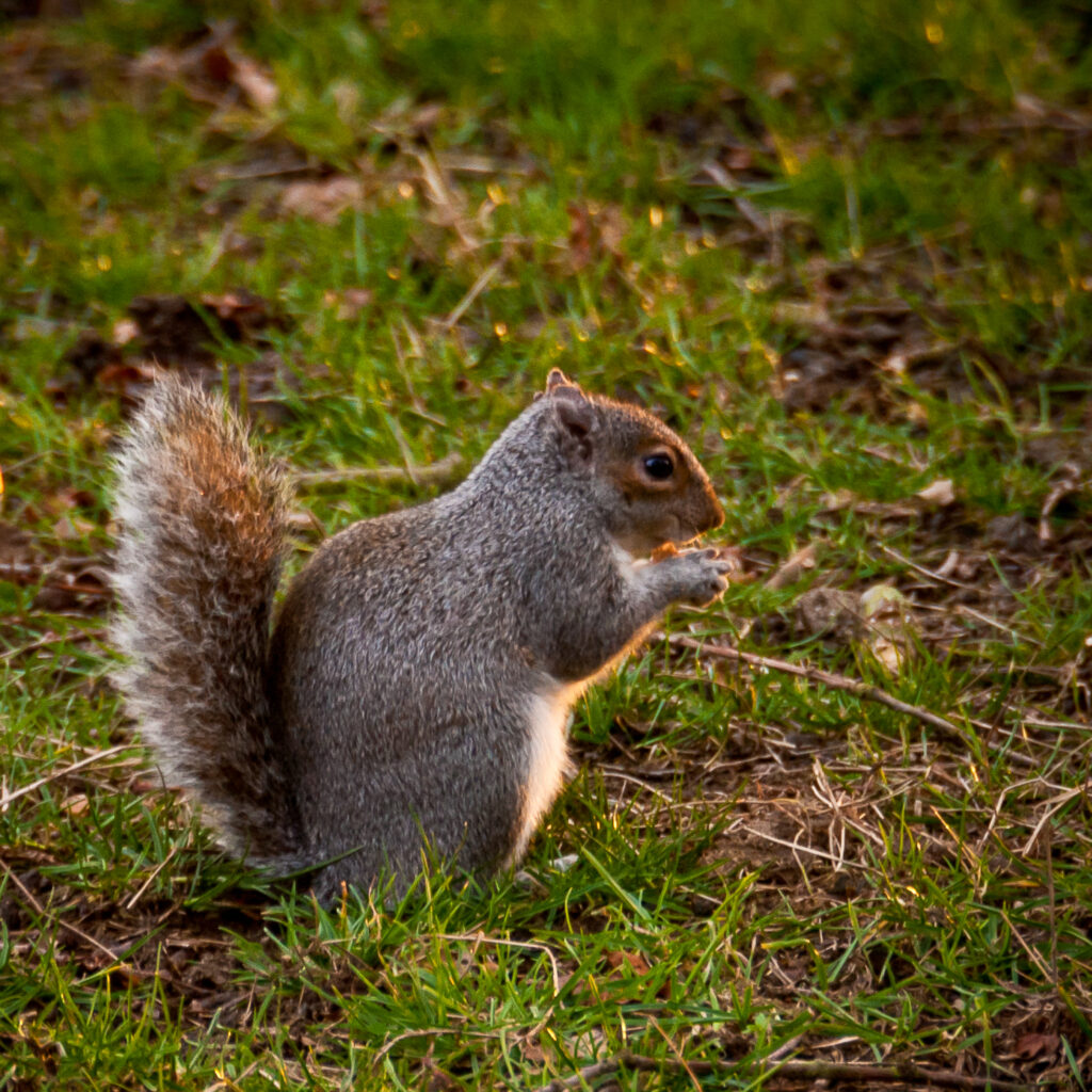 Squirrel at Hanningfield Reservoir
