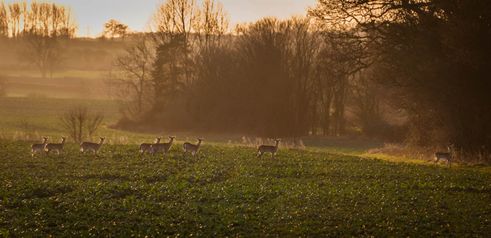 Deer entering Rowney Woods