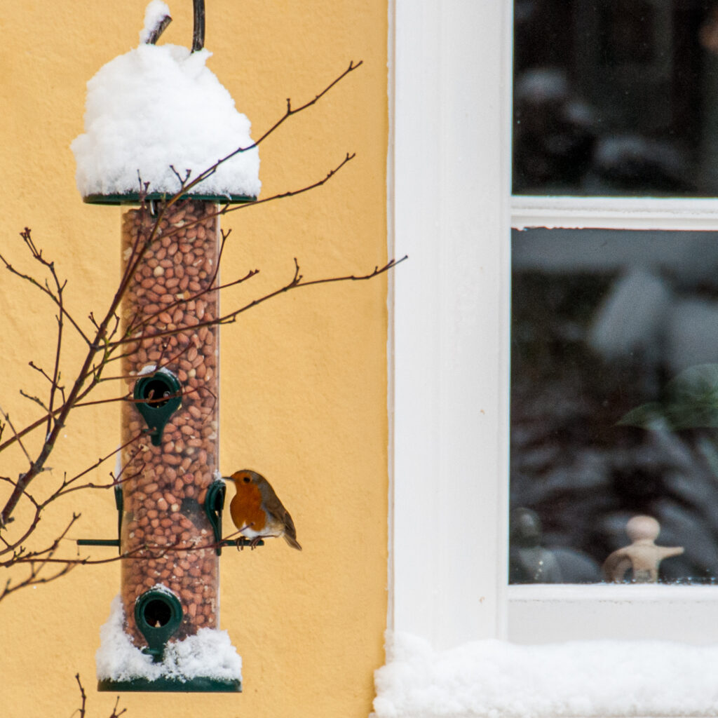 Robin at a feeder