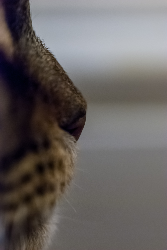 The cats nose