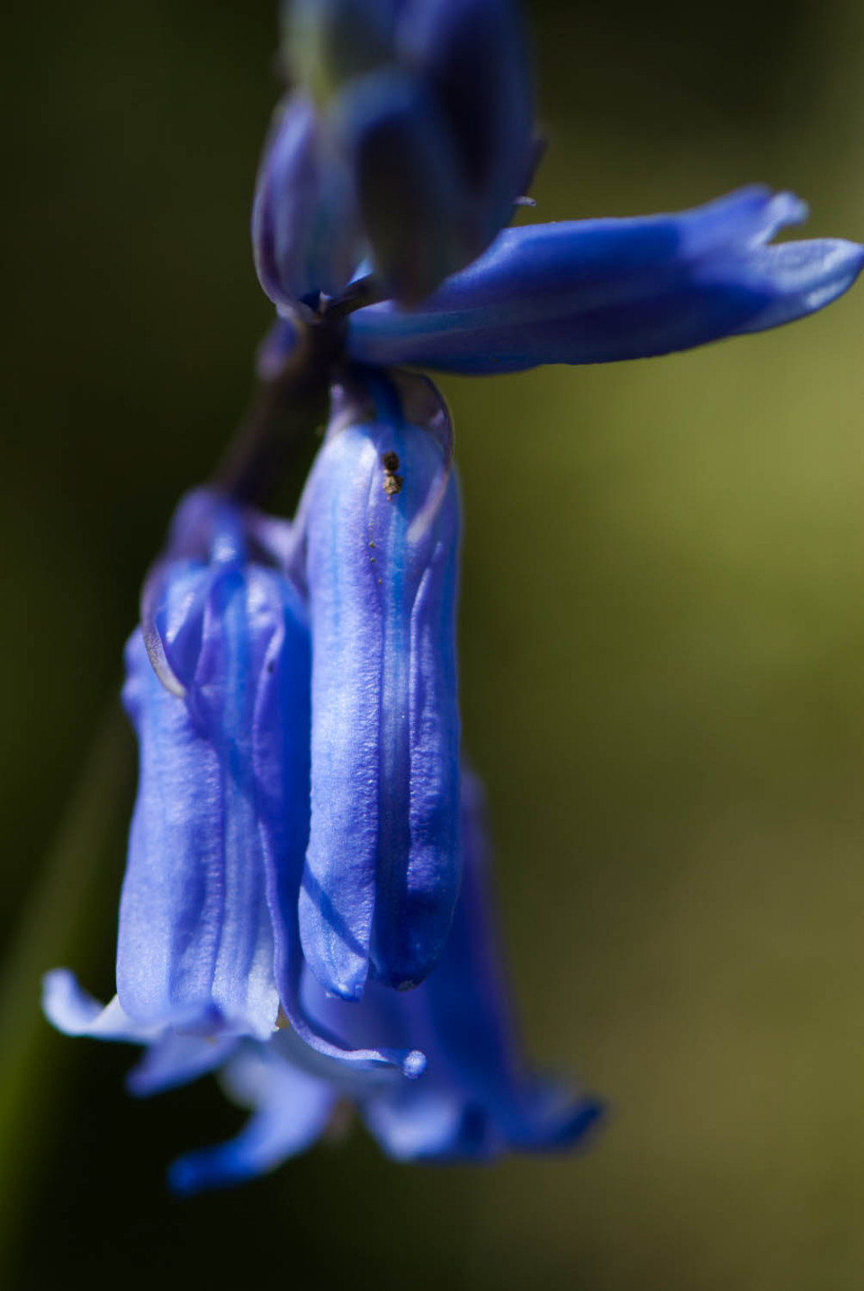 Bluebell in West Wood, near Thaxted
