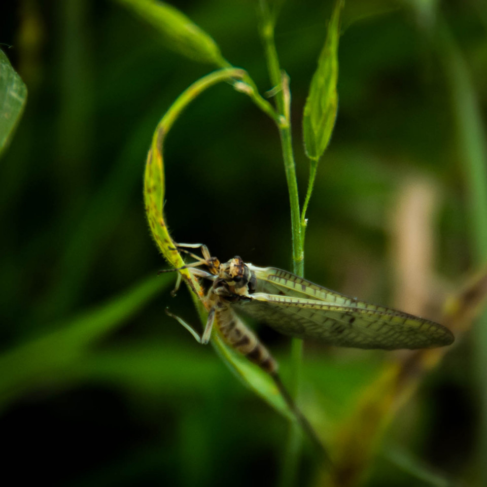 Mayfly