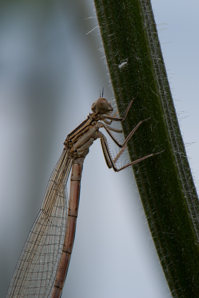 Damselfly