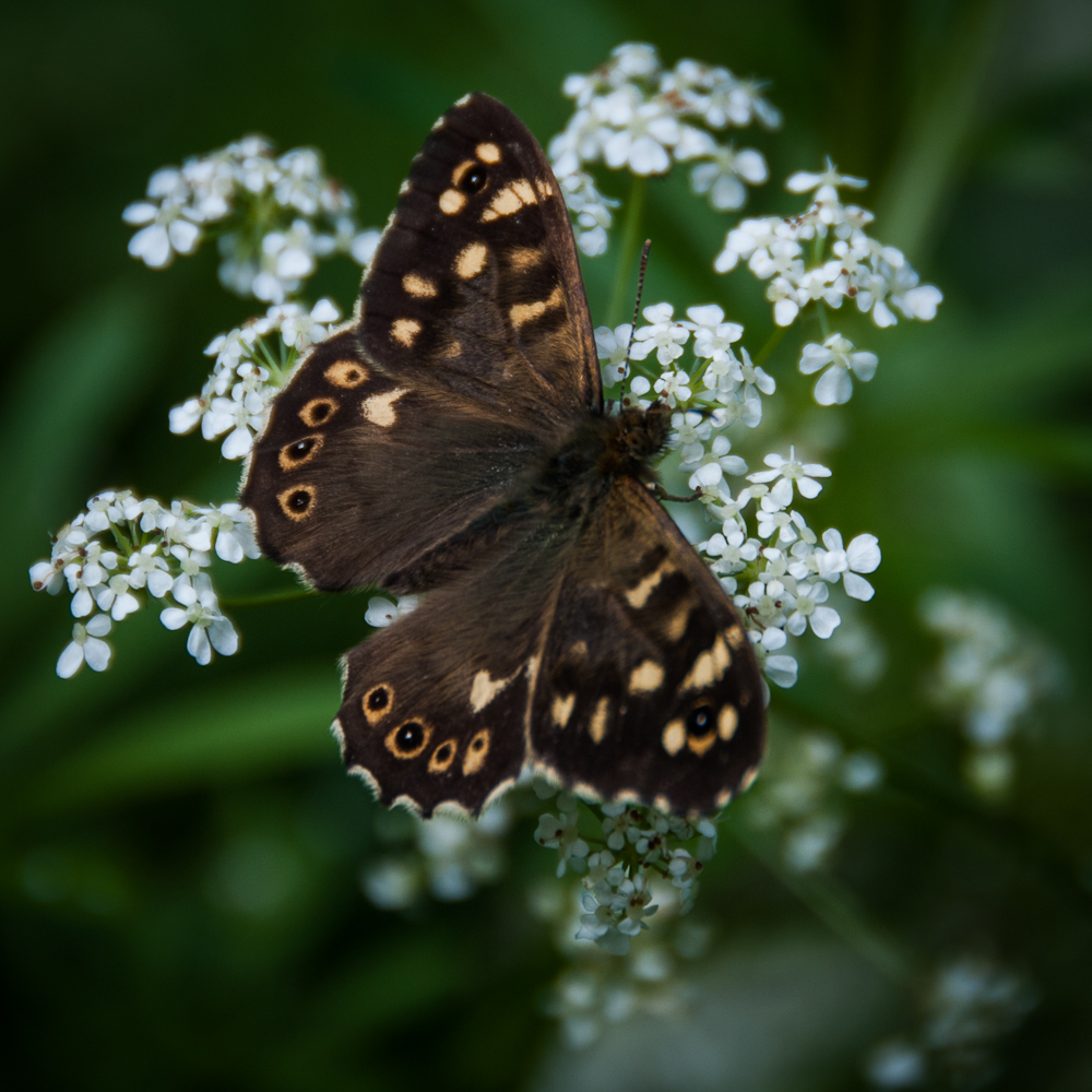 Speckled Wood (Pararge aegeria)