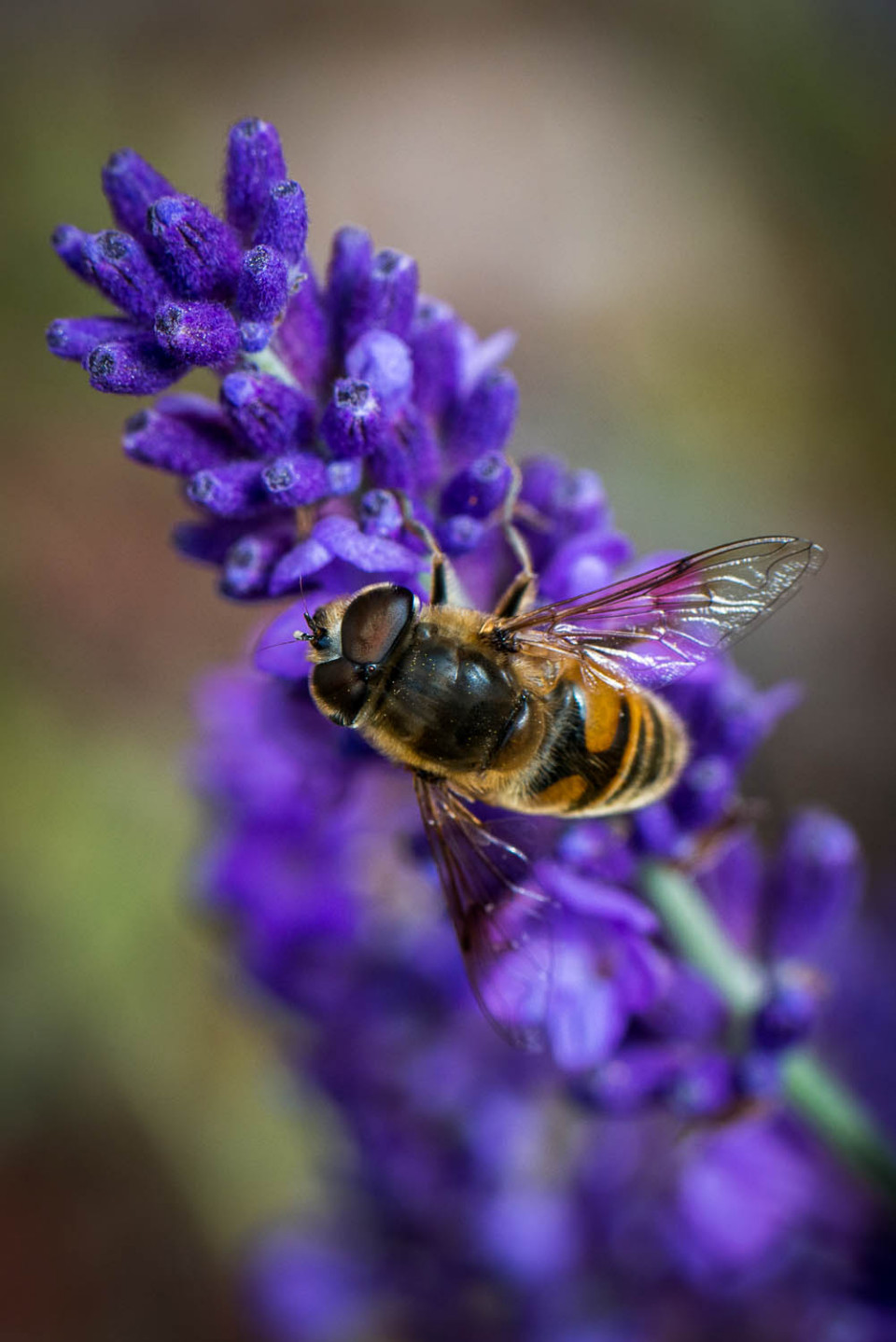 Hoverfly on Lavender