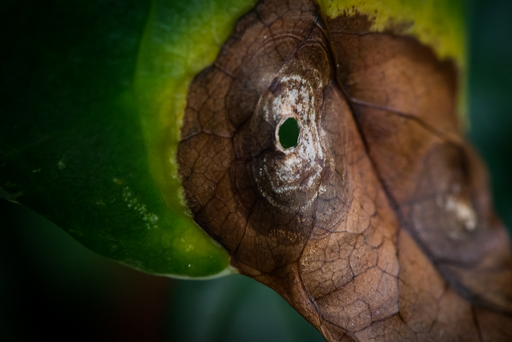 Elephant Leaf