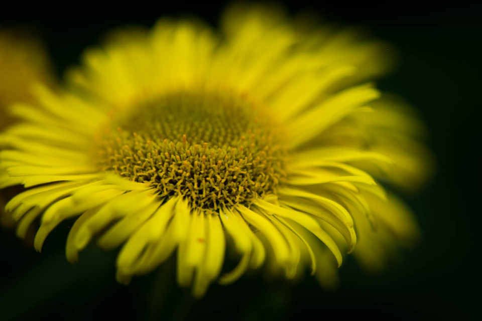 A Wild Flower photographed in the Dunmow Cutting