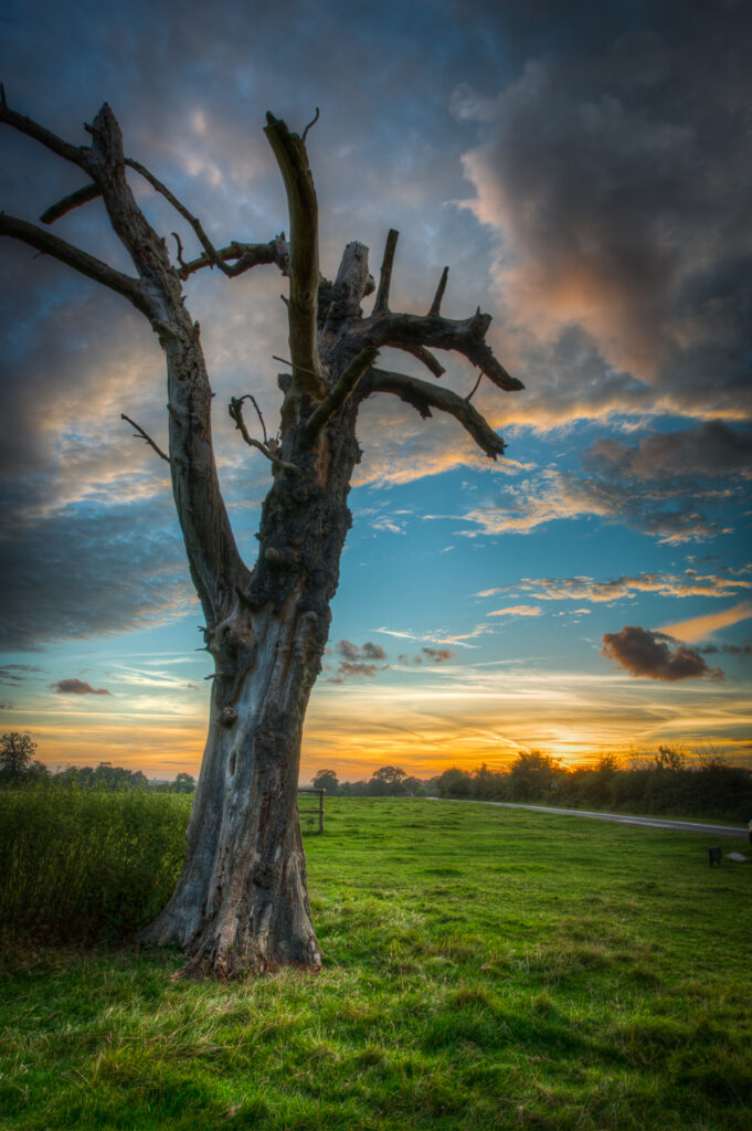 Hatfield Forest Sunset