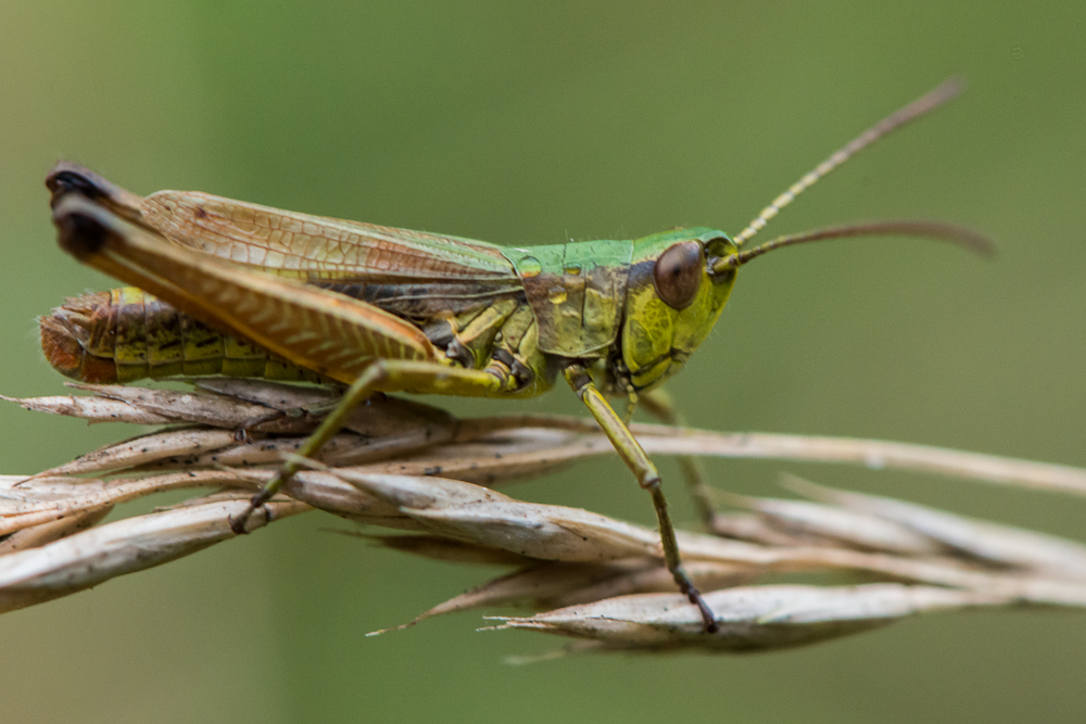 Grasshopper