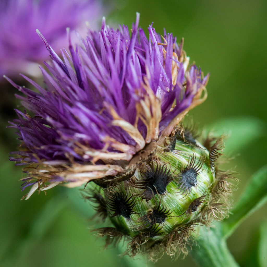 Thistle