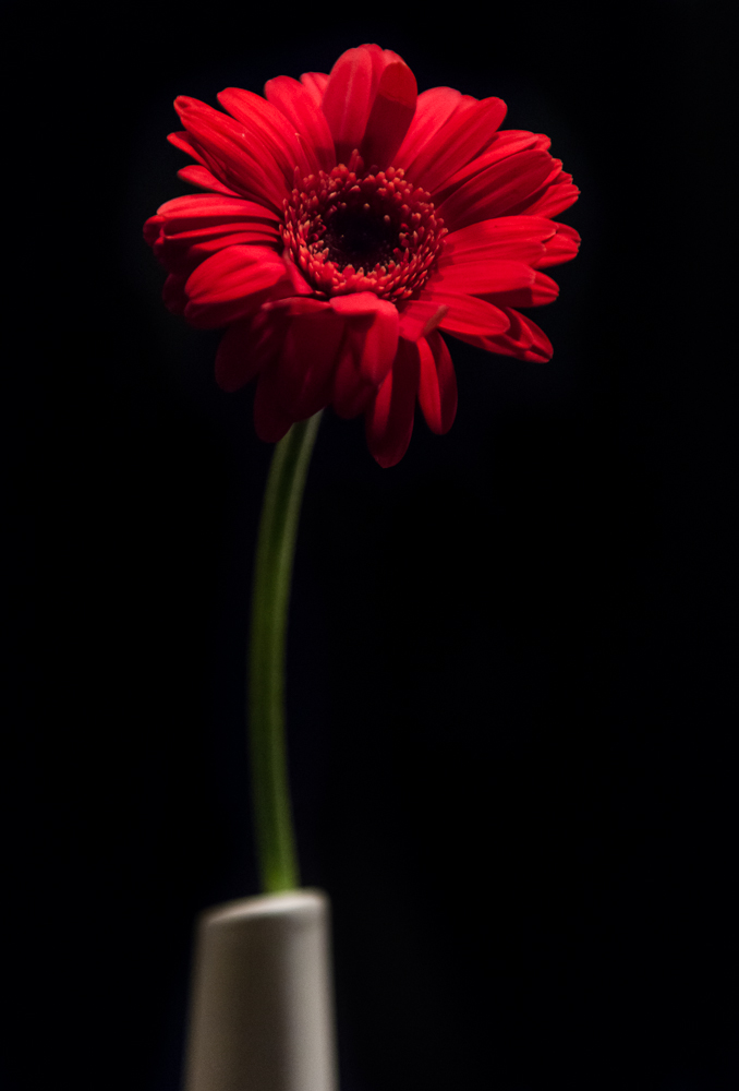 Still Life - Red Flower in vase