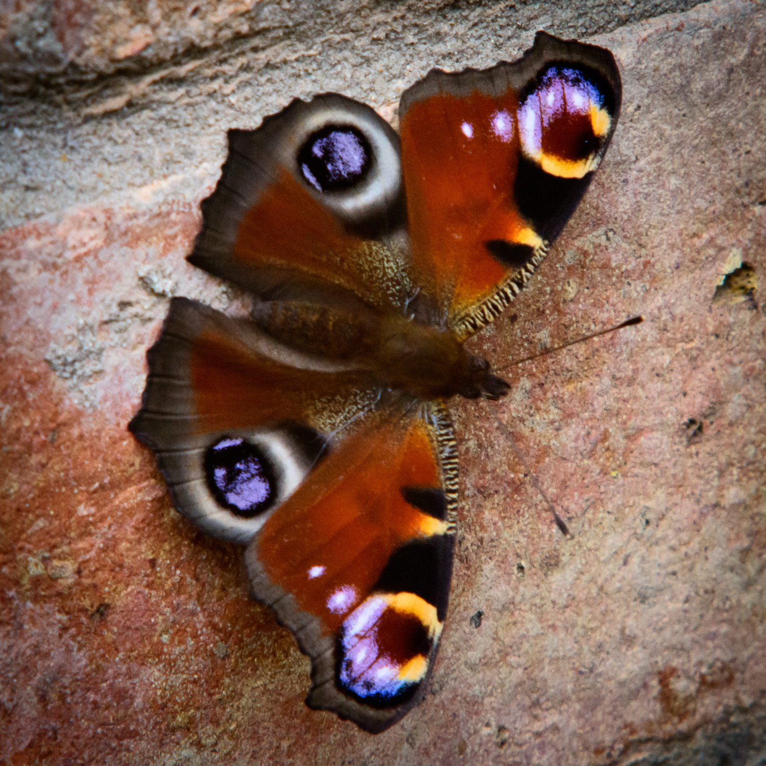 A Peacock Peacock on our wall in Great Dunmow
