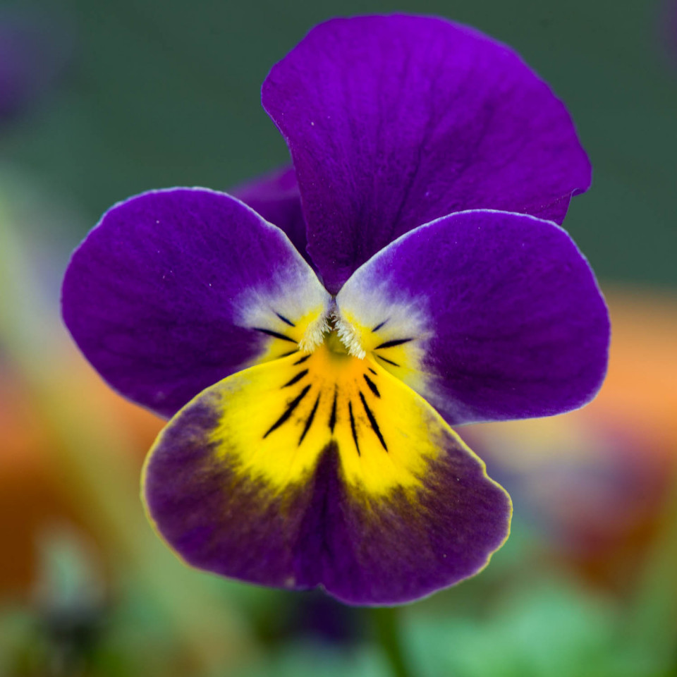 Pansy