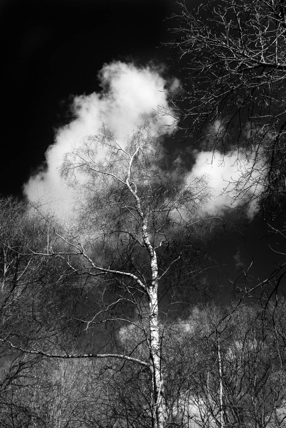 Silver Birch