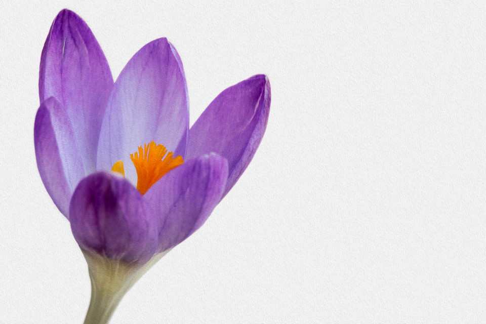 A Crocus for Mother