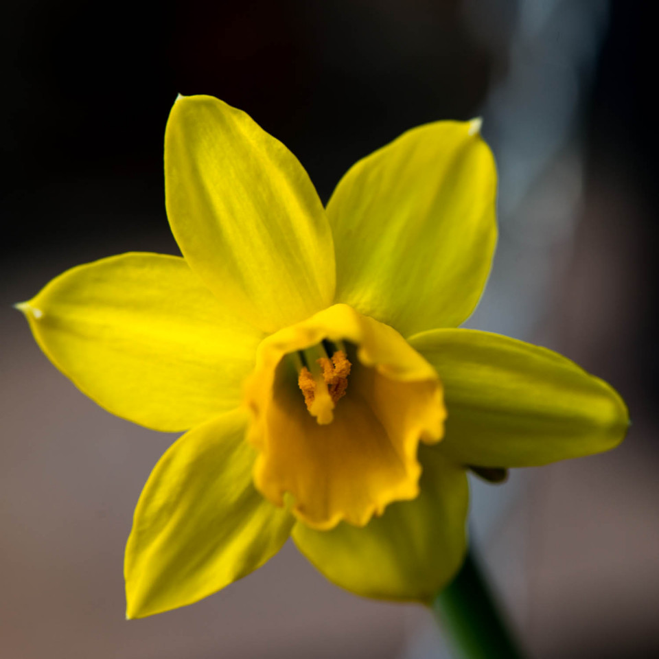 Daffodil
