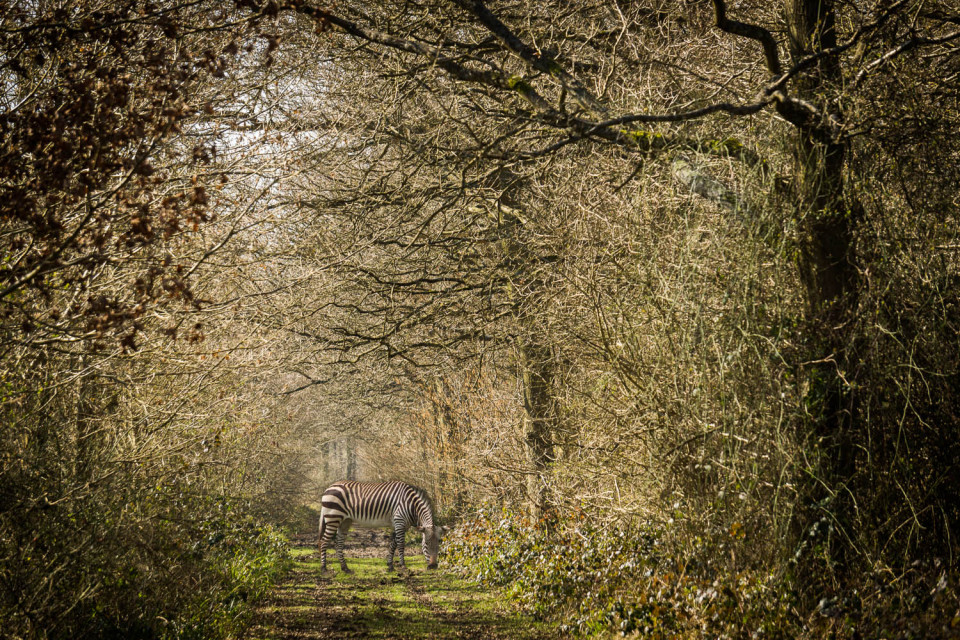 If you go down to the woods today