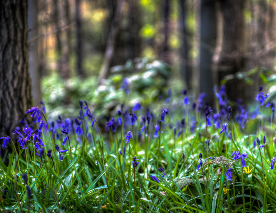Bluebell Woods