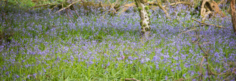 Bluebells at Tilty