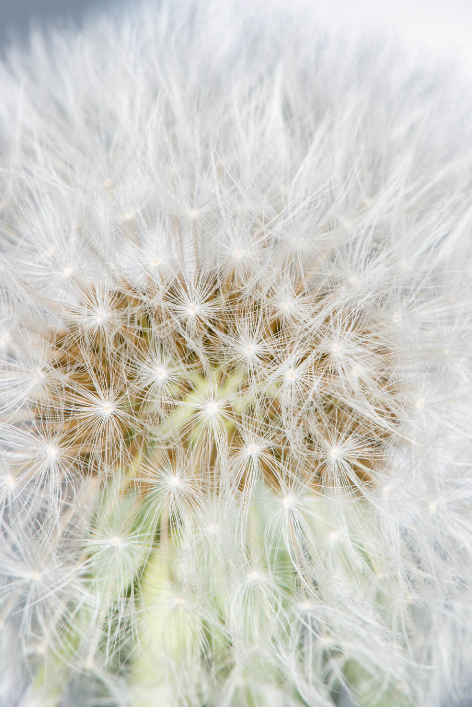 Dandelion Clock