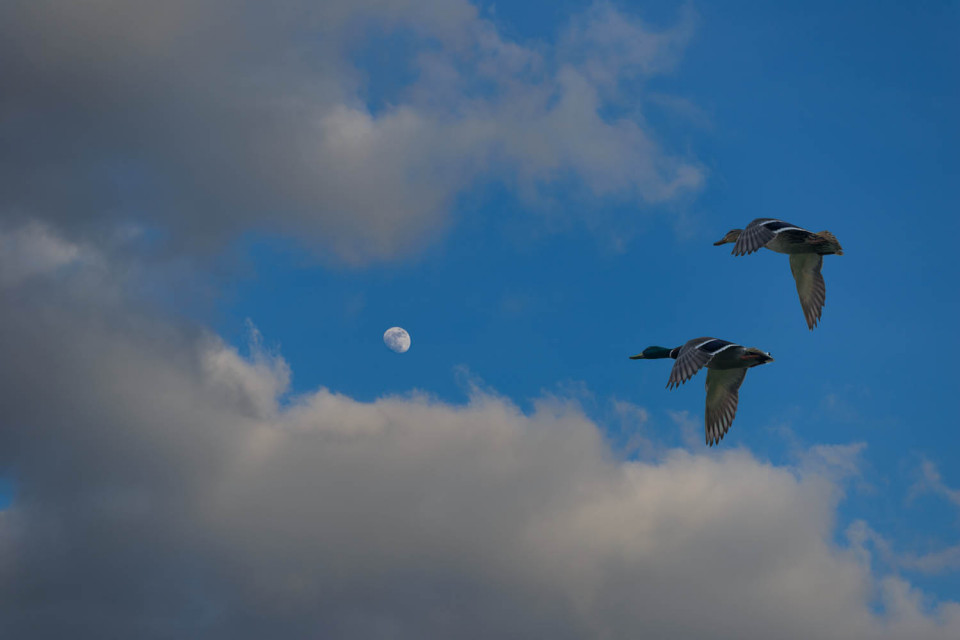 I'll Take You To The Moon and Back