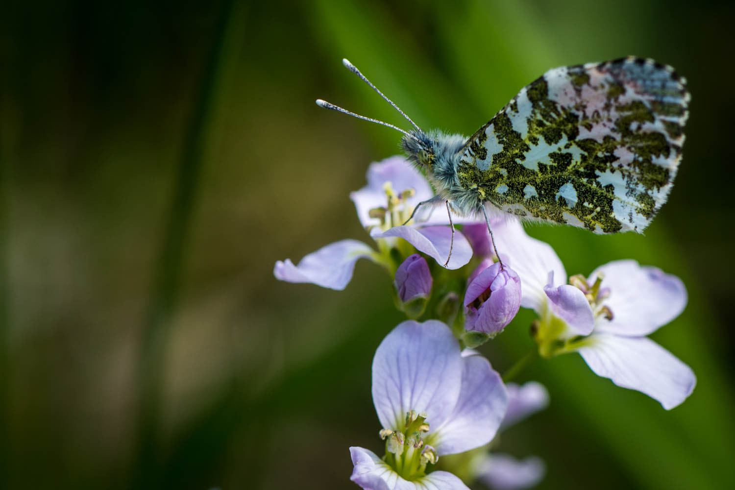 Orange Tip Butterfly Underwing