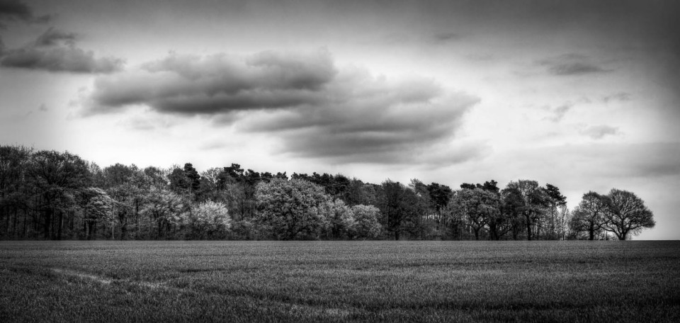 Rowney Woods in Black and White