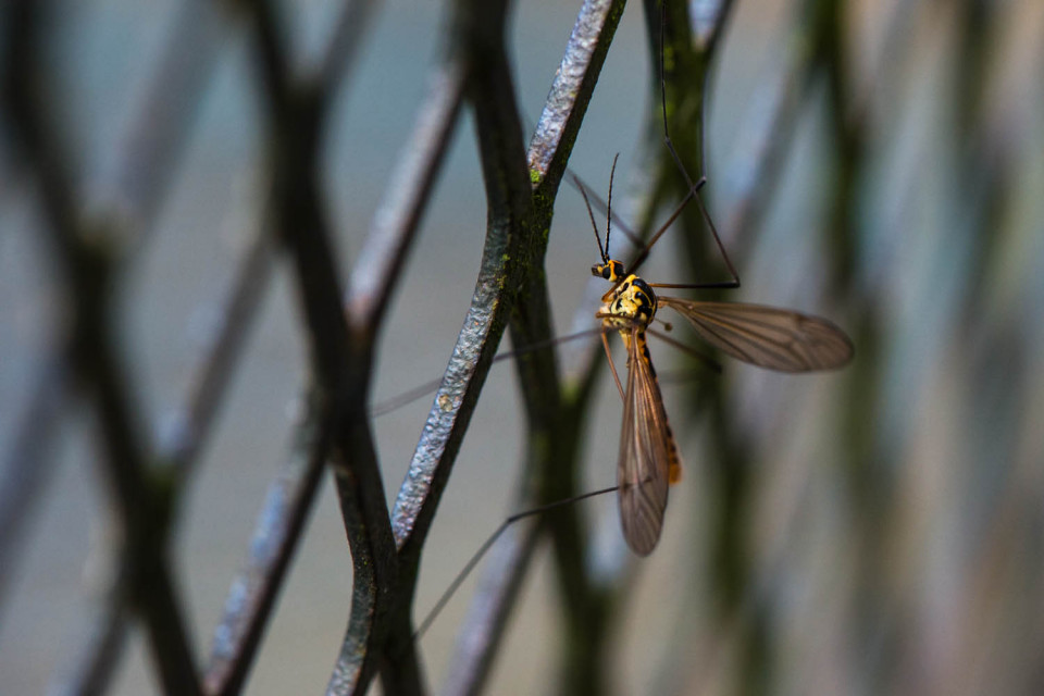 Behind Bars. a Tiger Crane Fly (Nephrotoma flavescens)