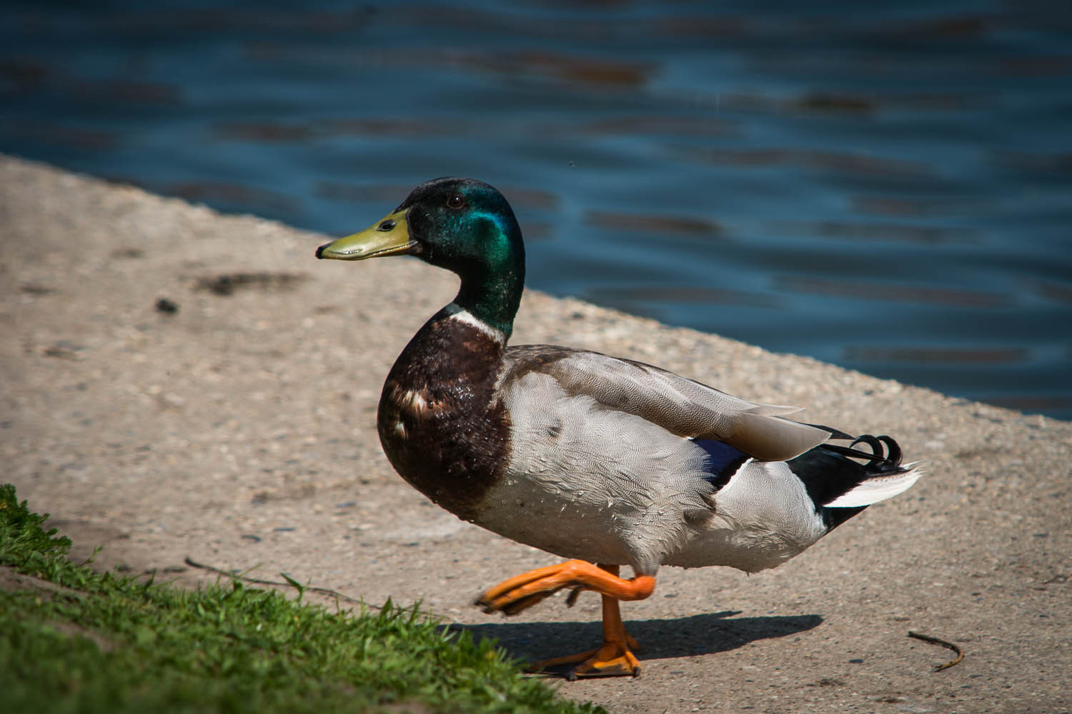 Mallard Duck, Male