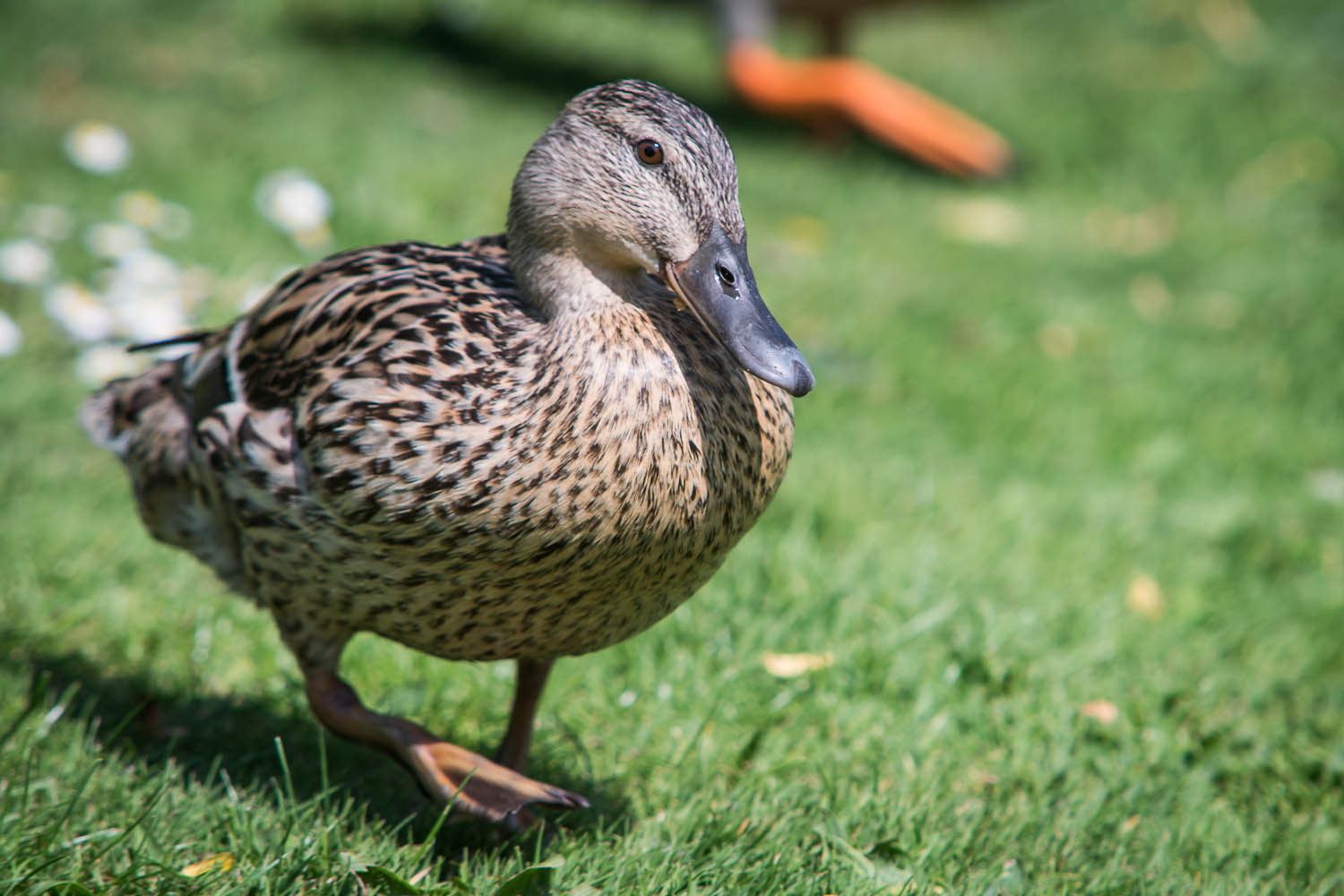 Mallard Duck, Female