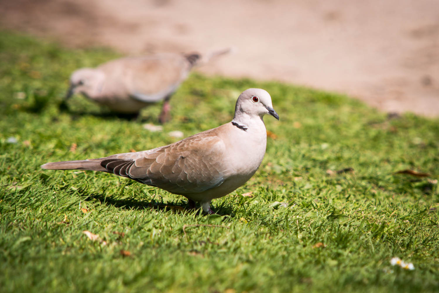 Collared Dove