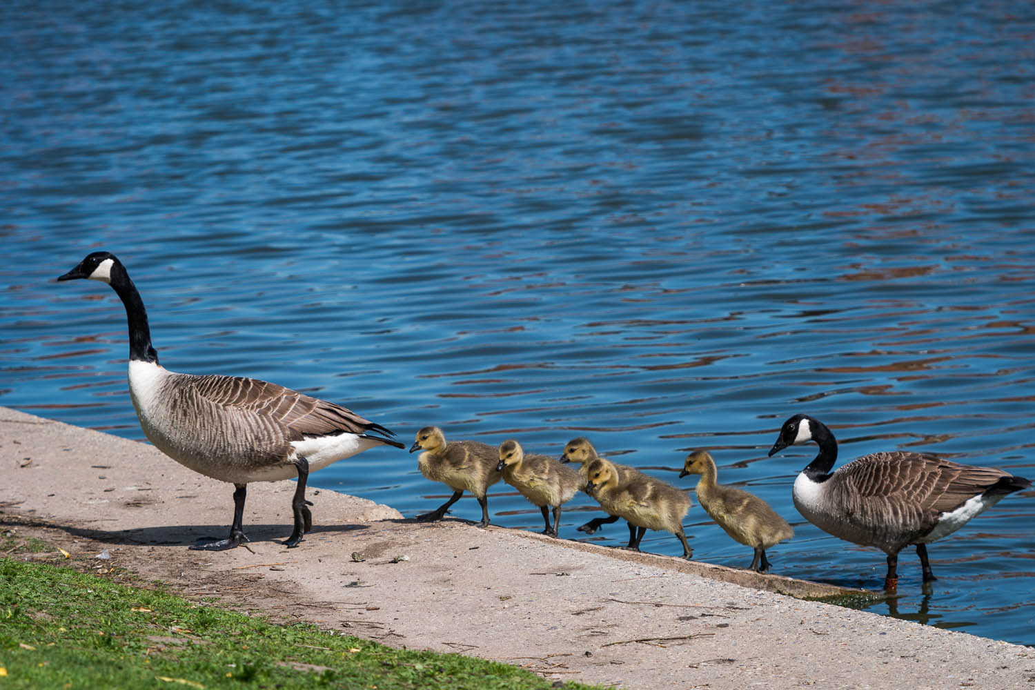 Canada Goose and Goslings