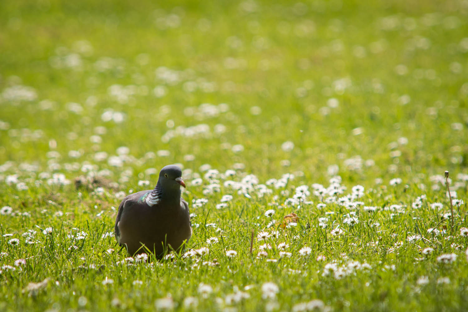Pigeon in the Daisies
