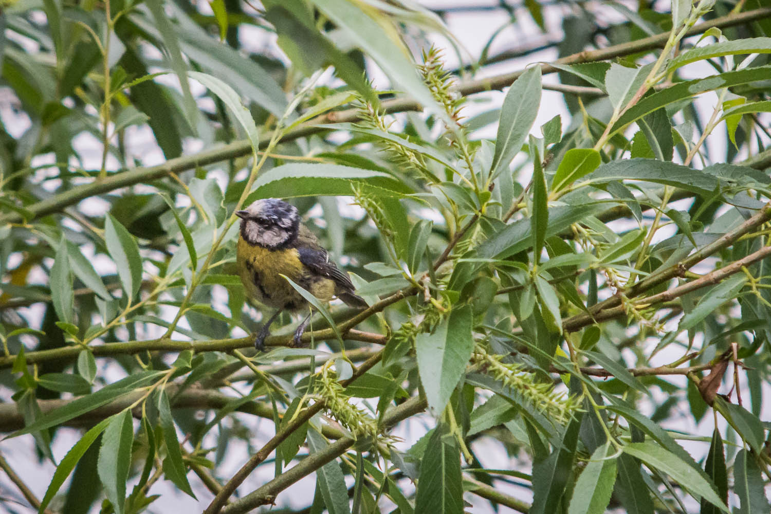 Blue Tit - Photography by Mark Seton Blue Tit