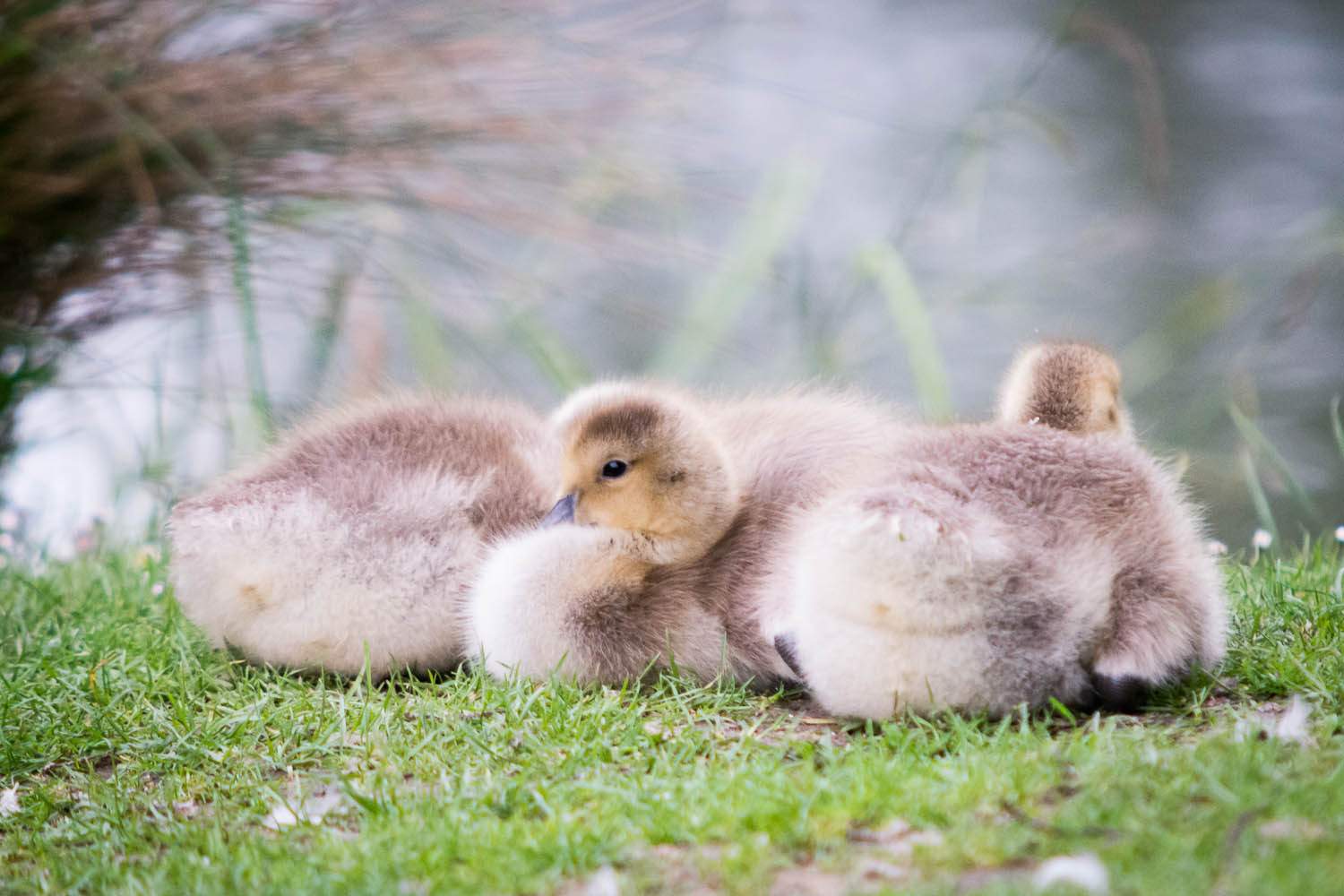 Cute Goslings - Photography by Mark Seton Cute Goslings