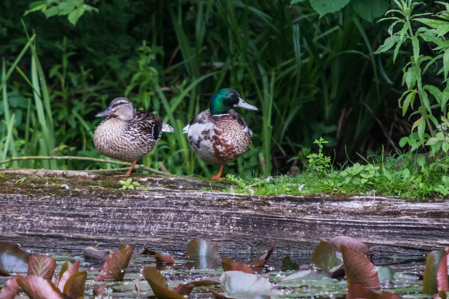 Domestic - Photography by Mark Seton Domestic