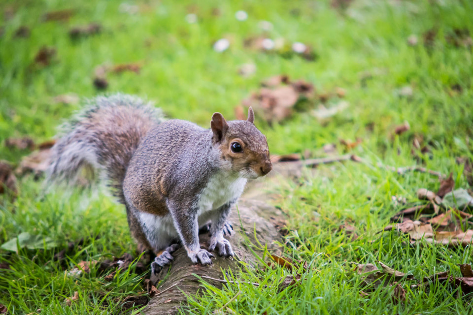 Grey Squirrel